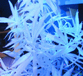 whitepwrpx.gif px