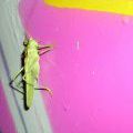 070714_HHA_Graff_20