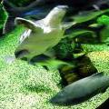 130112_MorskySvet_13