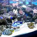 130112_MorskySvet_29