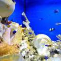 130112_MorskySvet_41