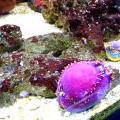 130112_MorskySvet_42