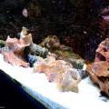 130112_MorskySvet_48
