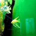 130112_MorskySvet_50