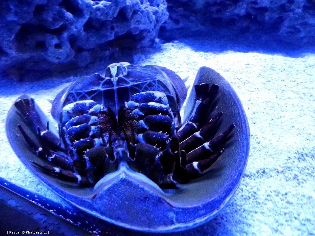 130112_MorskySvet_54