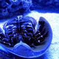 130112_MorskySvet_54