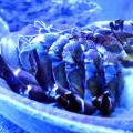 130112_MorskySvet_55