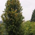 141005_SuskaRais_47