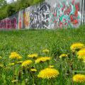 170429_LoopGrafficonKam_078