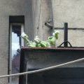 HolesoviceStreet_68