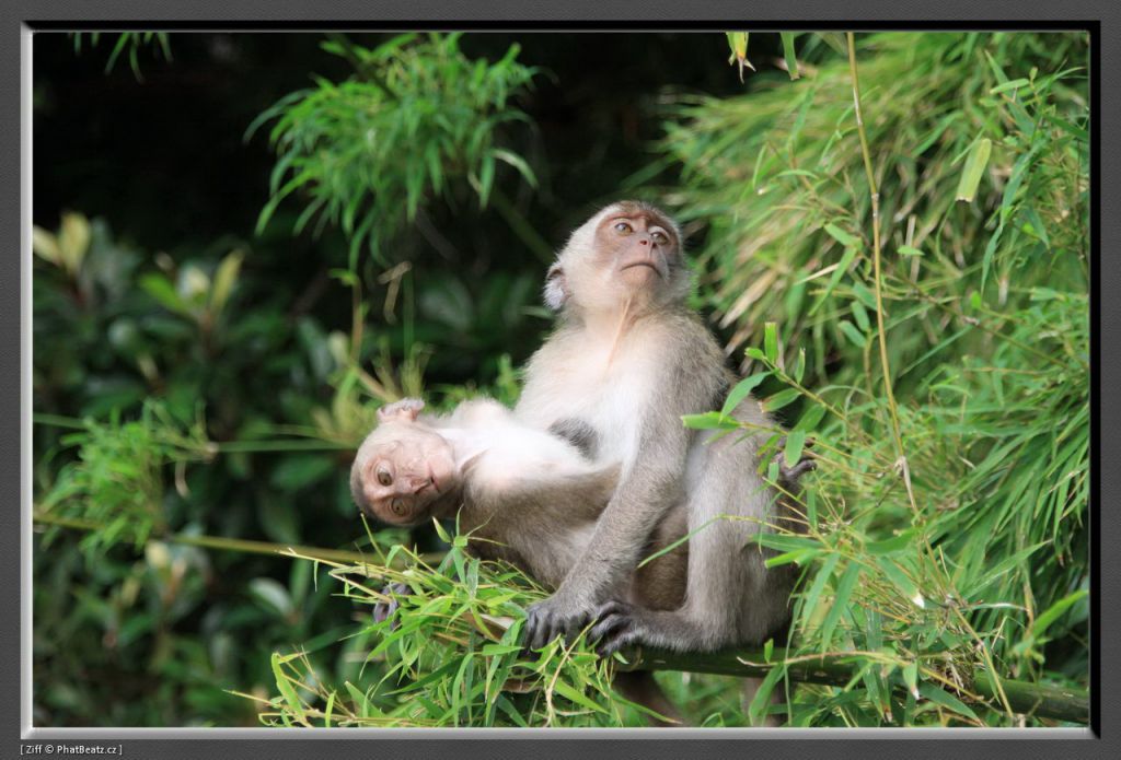 THAILAND2011_026