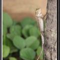 THAILAND2011_187