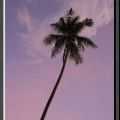 THAILAND2011_205